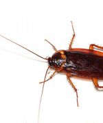 Когда насекомые приходят в дом. Эффективные решения проблемы