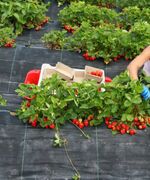 Производство клубники в тепличных хозяйствах