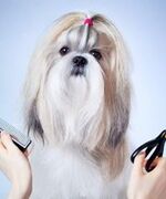 Стрижка для собак – это очень ответственно