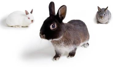 Разведение кроликов