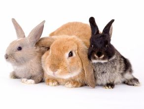 Разведение кроликов