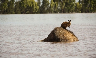 Наводнение в Австралии