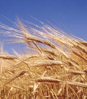 Пшеница