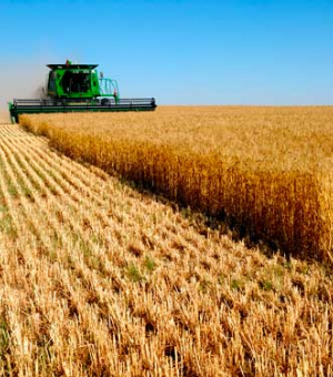 Сбор зерновых