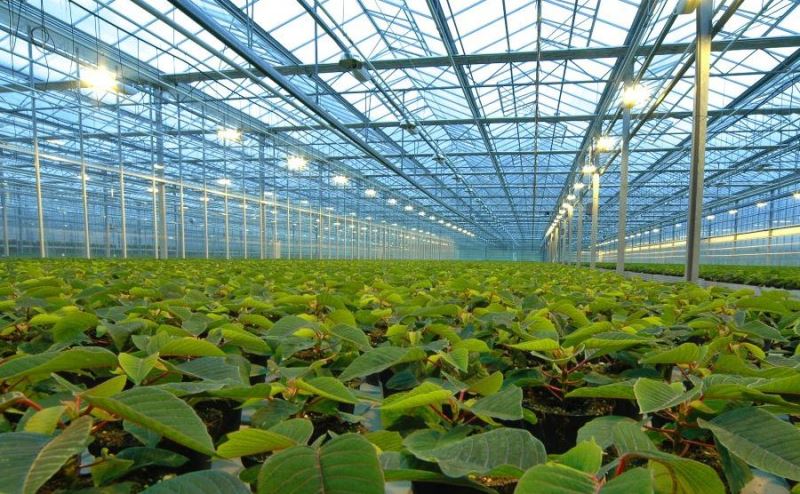 Тепличные хозяйства