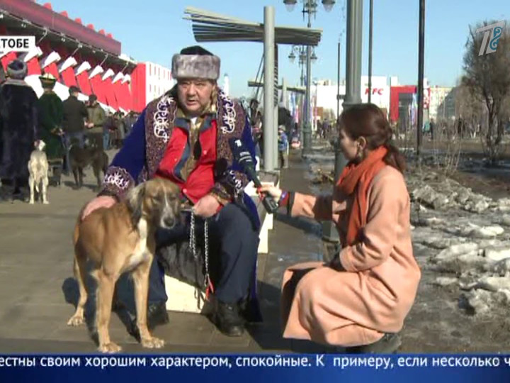 Сколько стоит чистокровная казахская тазы?