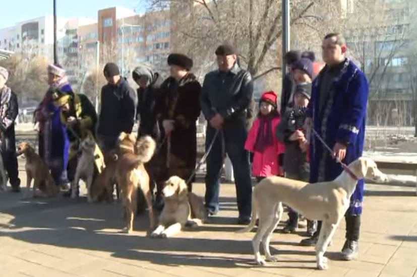 Сколько стоит чистокровная казахская тазы?