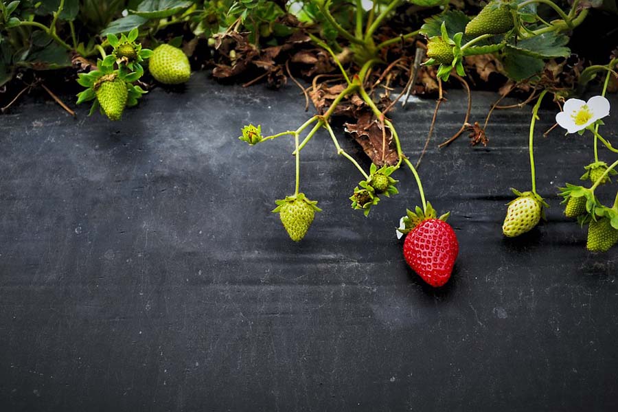 Виртуальные Остапы Бендеры предлагают доверчивым гражданам заработать миллионы на клубнике