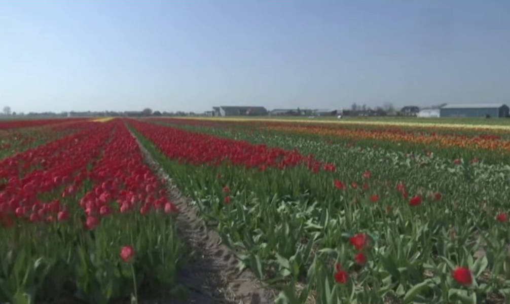 Из-за коронавируса по всему миру начали массово уничтожать цветы