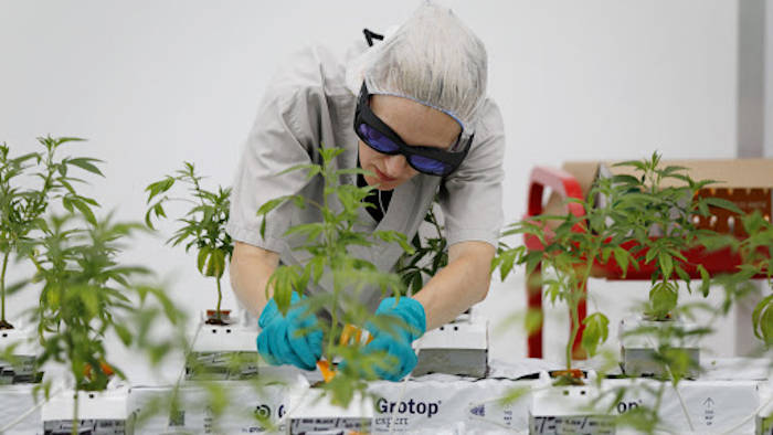 На конопле можно легально зарабатывать до 100 тысяч долларов с одного гектара