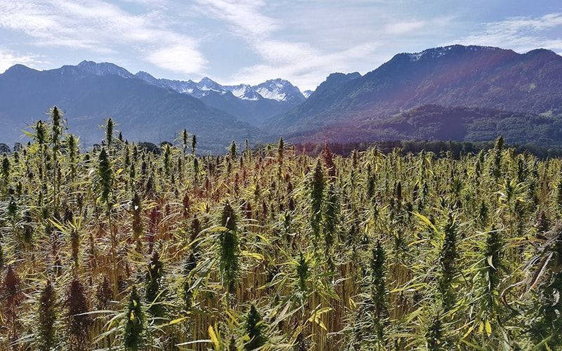 В Узбекистане начнут выращивать медицинский каннабис