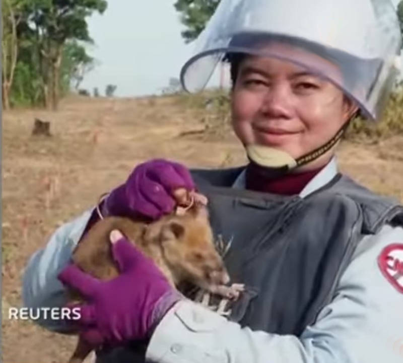 Крыса-сапер уходит на пенсию