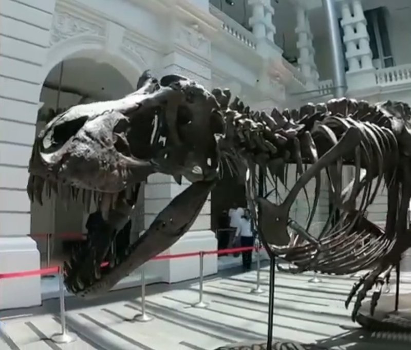 На торги Christies выставят тираннозавра