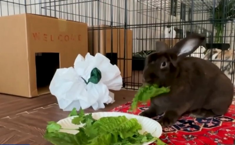 Отель-люкс для кроликов открыли в Чикаго